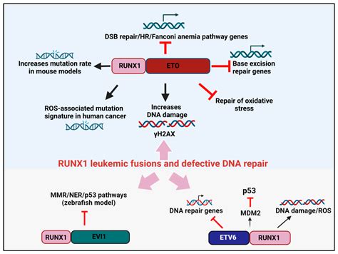 runx bet|The Roles of RUNX Family Proteins in Development of.